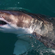 A great white shark, seemingly upset over news that one of its friend’s teeth is now being kept as a souvenir.